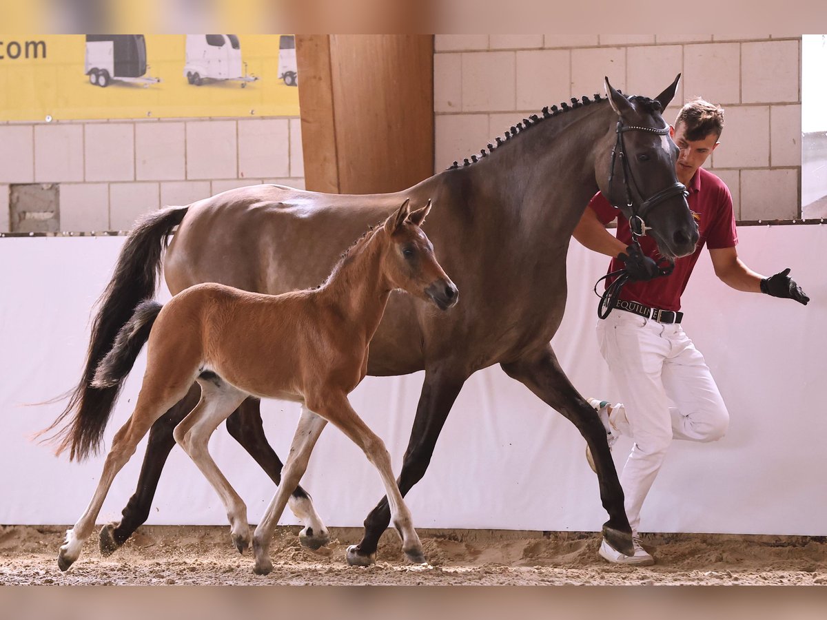 Deutsches Reitpony Stute 5 Jahre 152 cm in Kloster Lehnin