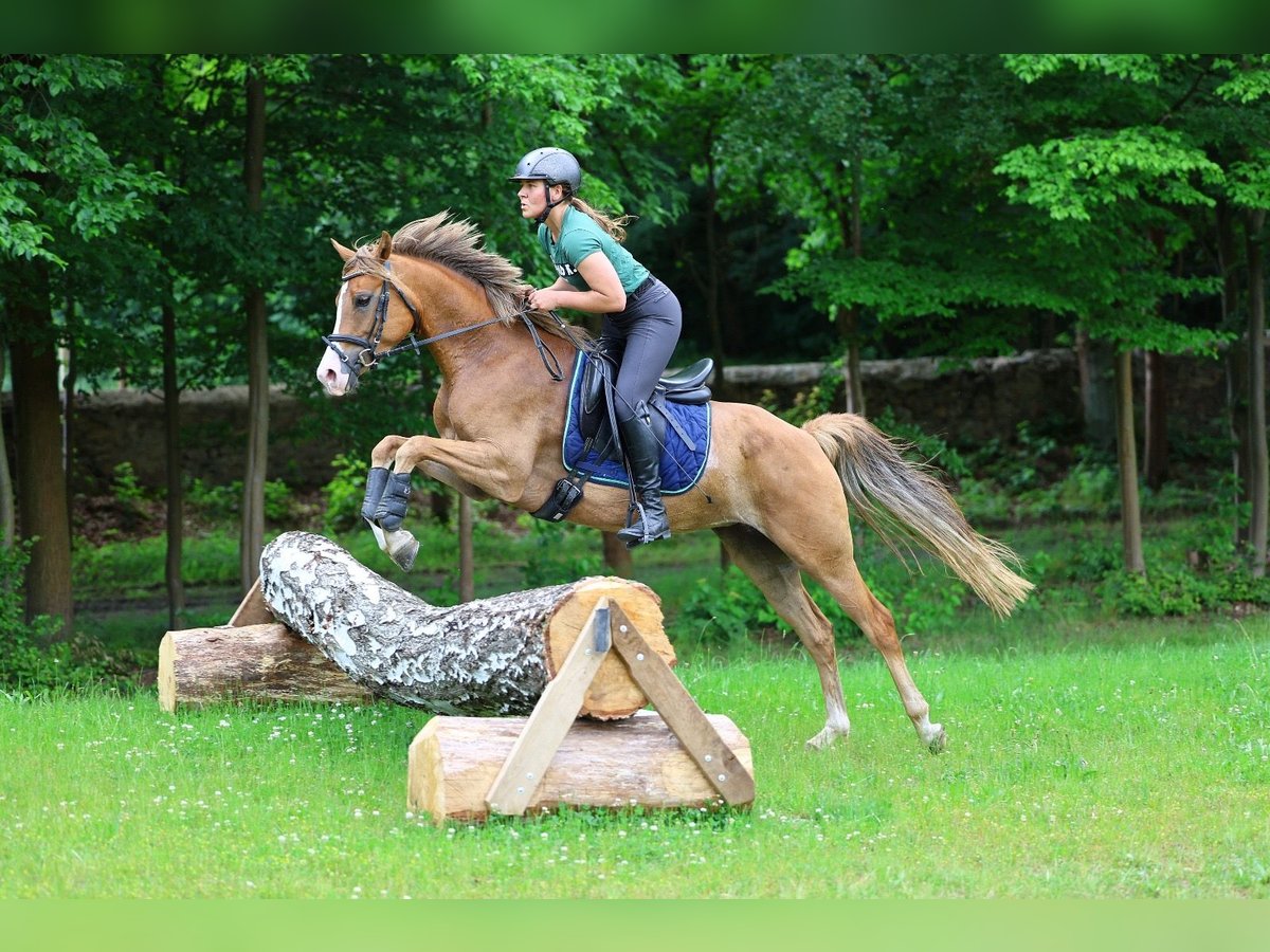 Deutsches Reitpony Stute 5 Jahre 152 cm Fuchs in Moritzburg