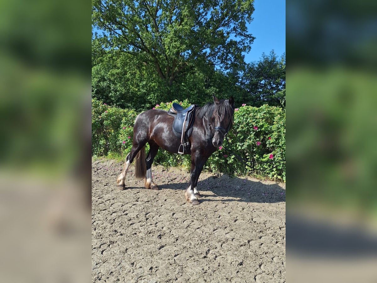 Deutsches Reitpony Mix Stute 5 Jahre 152 cm Schecke in Tornesch