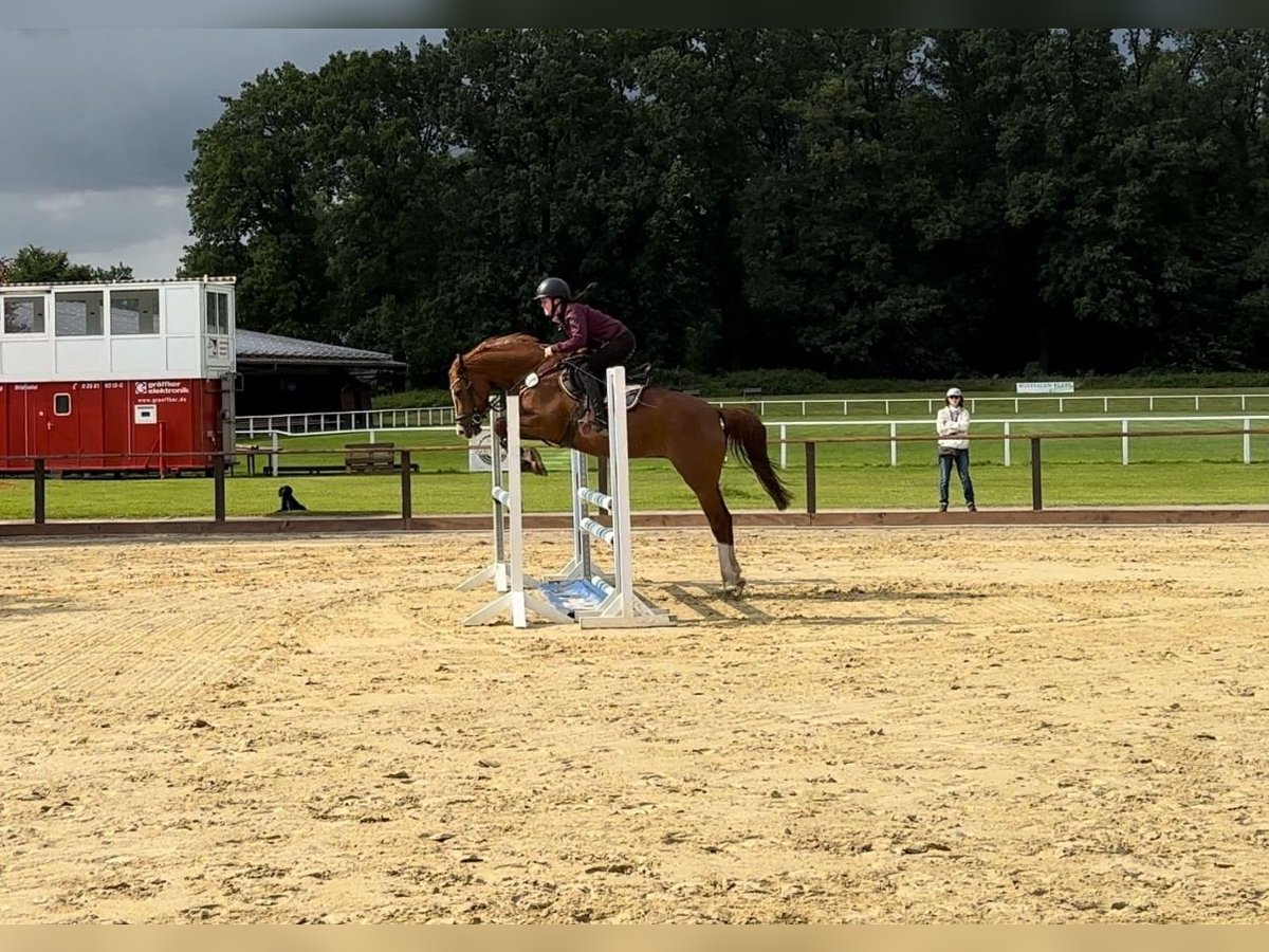 Deutsches Reitpony Stute 5 Jahre 153 cm Fuchs in Verl