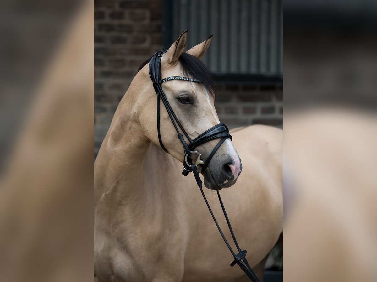 Deutsches Reitpony Stute 5 Jahre 154 cm Falbe in Neuss