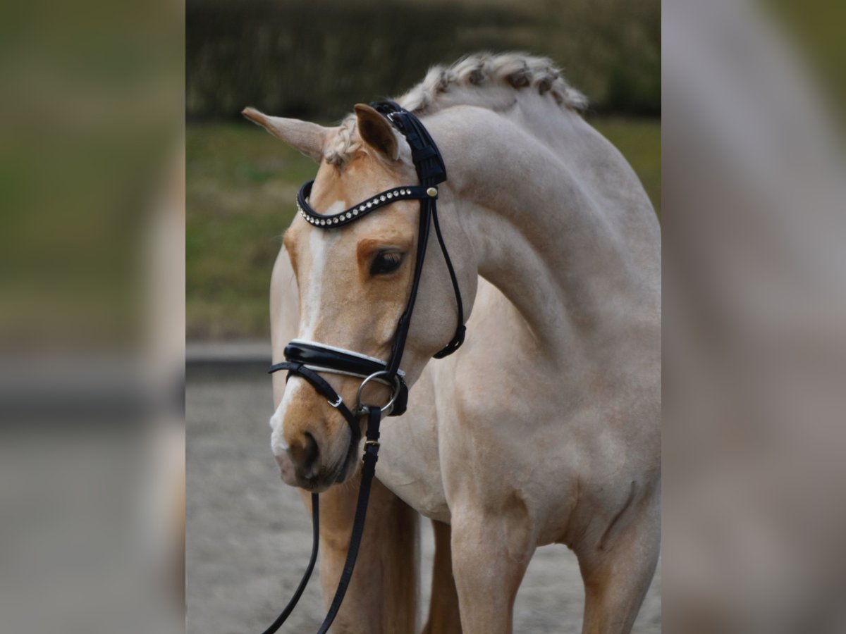 Deutsches Reitpony Stute 5 Jahre 155 cm Palomino in Fürstenau