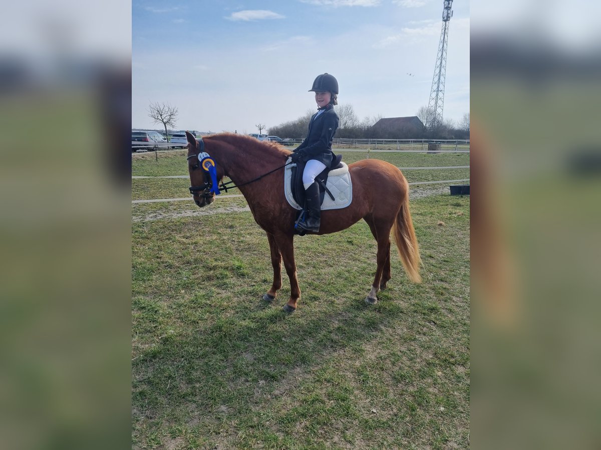 Deutsches Reitpony Mix Stute 5 Jahre Fuchs in Winsen (Aller)
