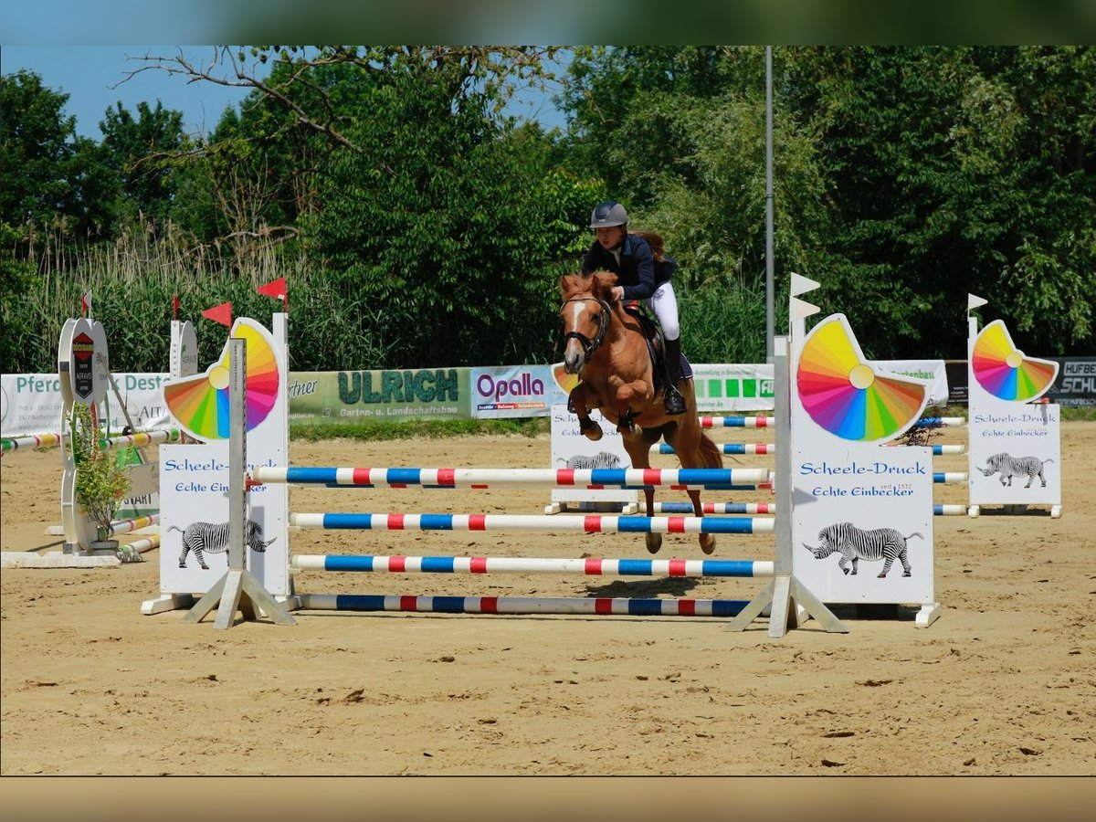 Deutsches Reitpony Stute 6 Jahre 138 cm Falbe in Braunschweig