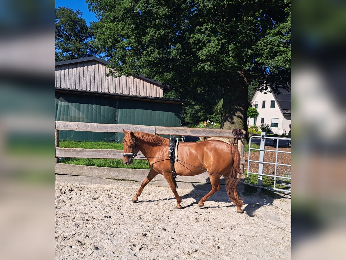 Deutsches Reitpony Stute 6 Jahre 140 cm Fuchs in Lotte