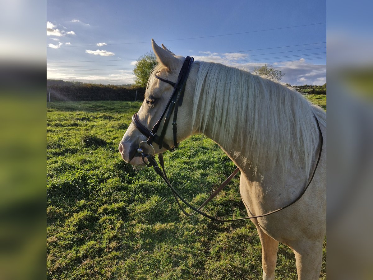 Deutsches Reitpony Mix Stute 6 Jahre 140 cm Palomino in Lütjenbug