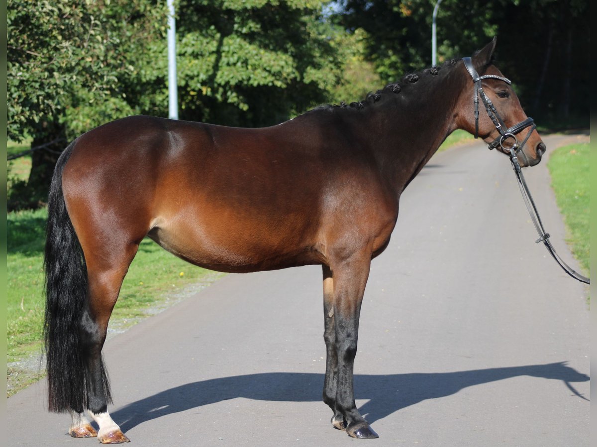 Deutsches Reitpony, Stute in Deinstedt