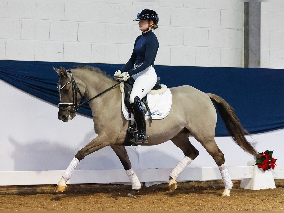 Deutsches Reitpony Stute 6 Jahre 142 cm Falbe in Marsberg