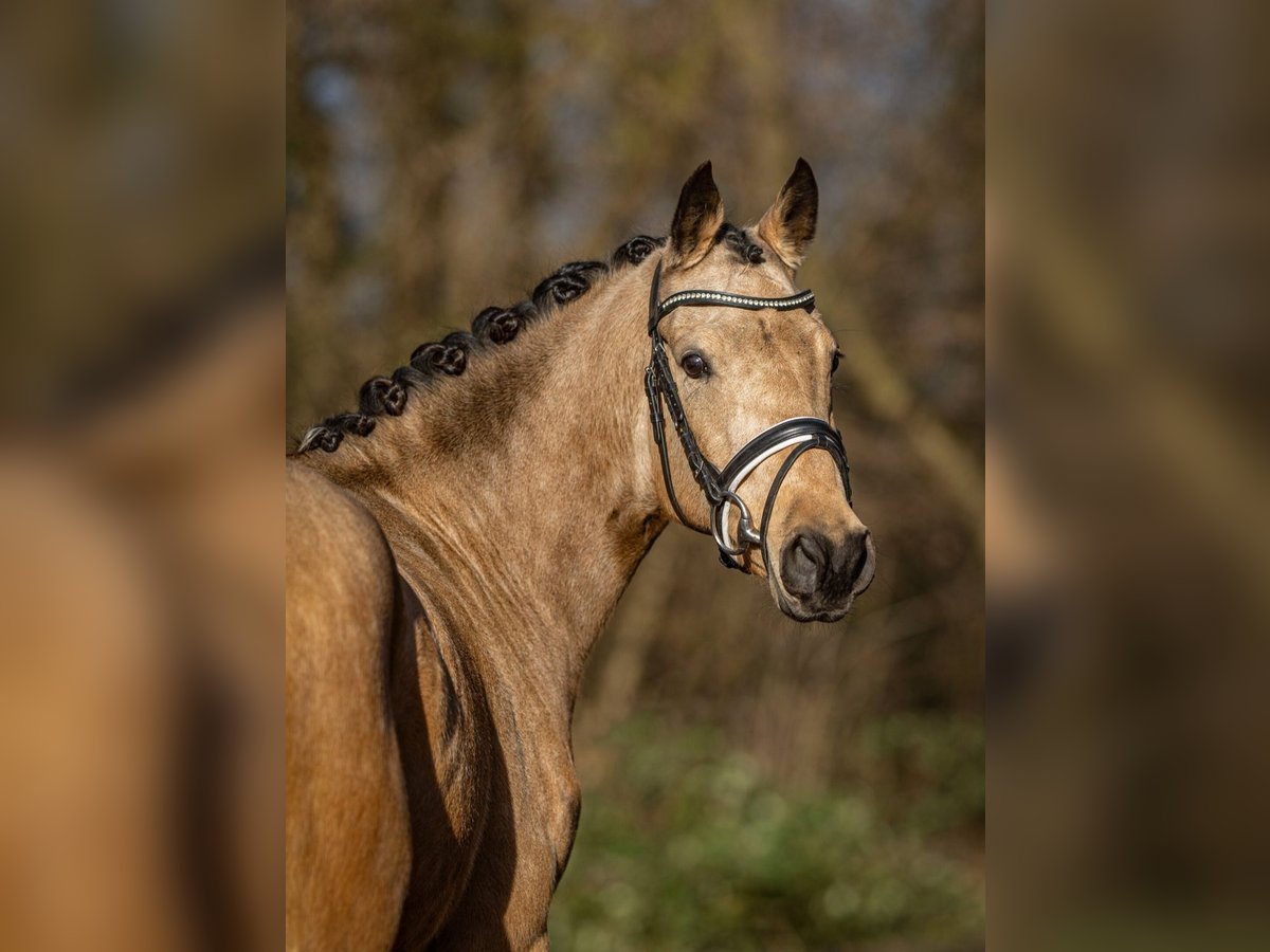 Deutsches Reitpony Stute 6 Jahre 144 Cm In Bielefeld