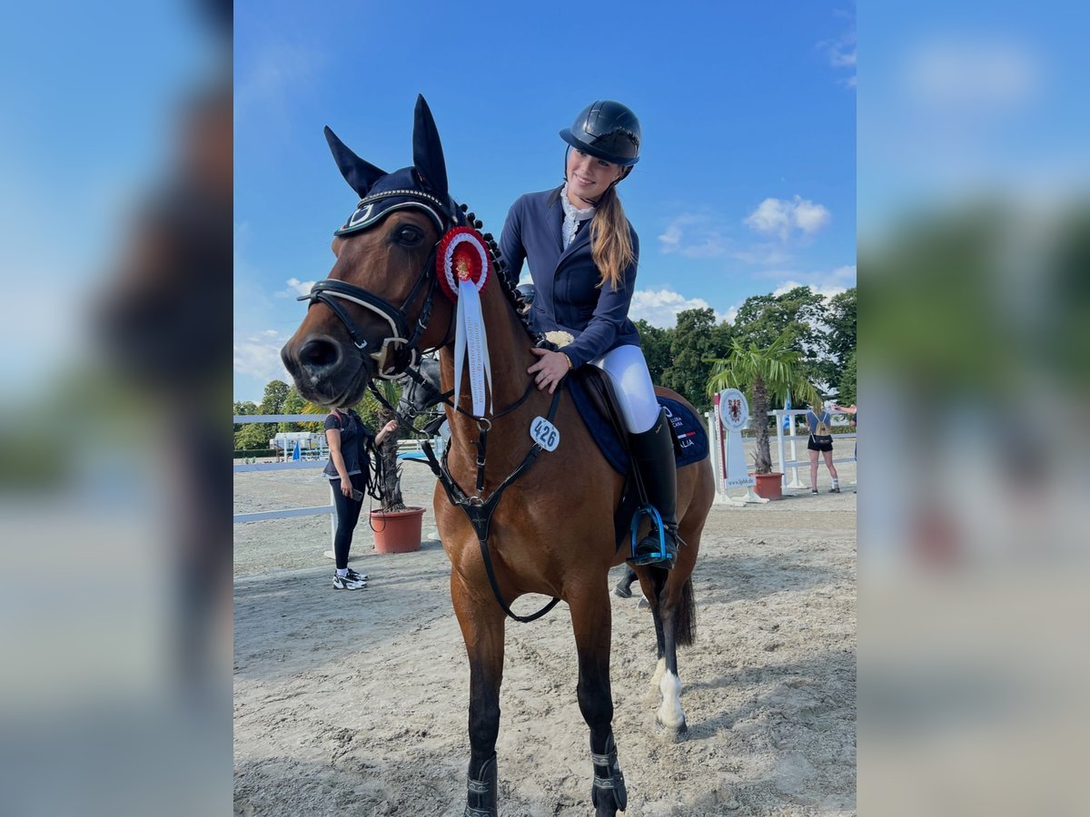 Deutsches Reitpony Stute 6 Jahre 145 cm Brauner in Wentorf bei Hamburg