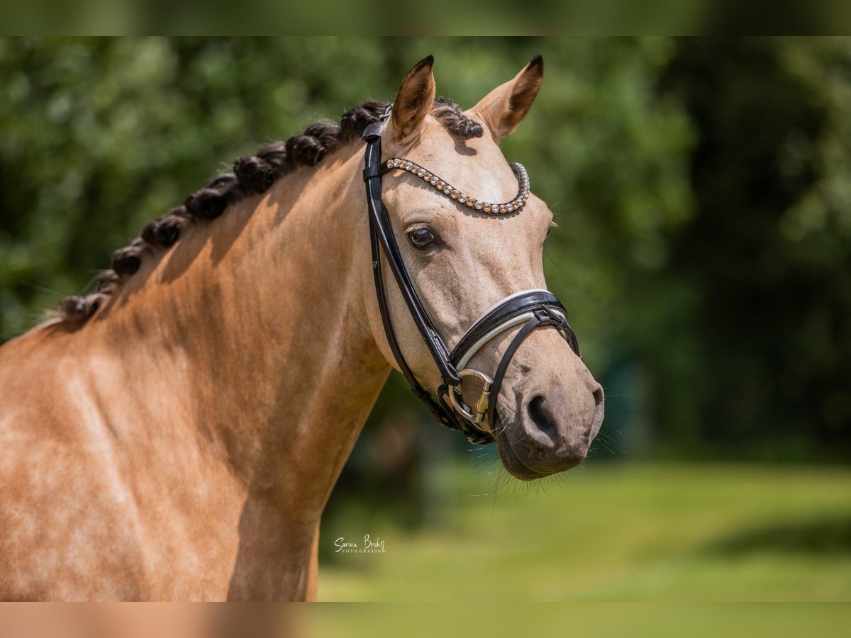 Deutsches Reitpony Stute 6 Jahre 145 cm Buckskin in Recke, bei Osnabr&#xFC;ck