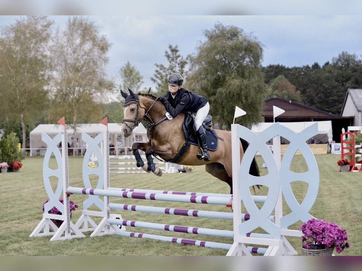 Deutsches Reitpony Stute 6 Jahre 145 cm Buckskin in Struxdorf