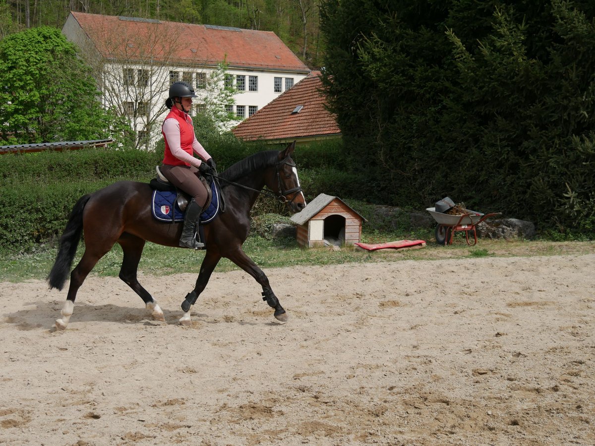 Deutsches Reitpony Stute 6 Jahre 145 cm Schwarzbrauner in Sinzing