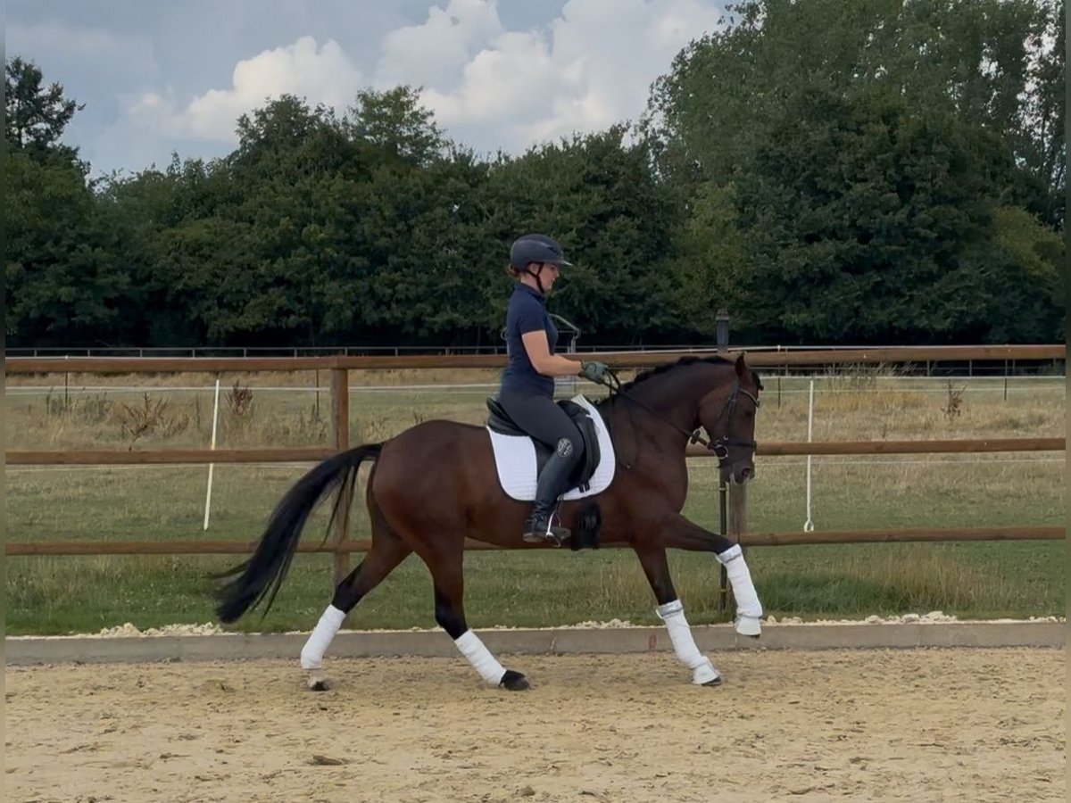 Deutsches Reitpony Stute 6 Jahre 146 cm Dunkelbrauner in Neustadt am R&#xFC;benberge