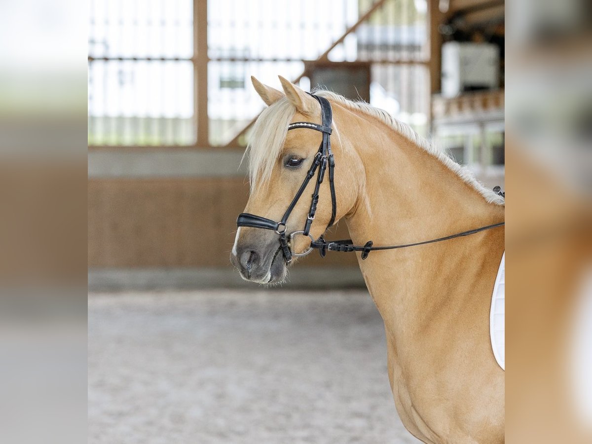 Deutsches Reitpony Stute 6 Jahre 146 cm Palomino in Wiesbaum