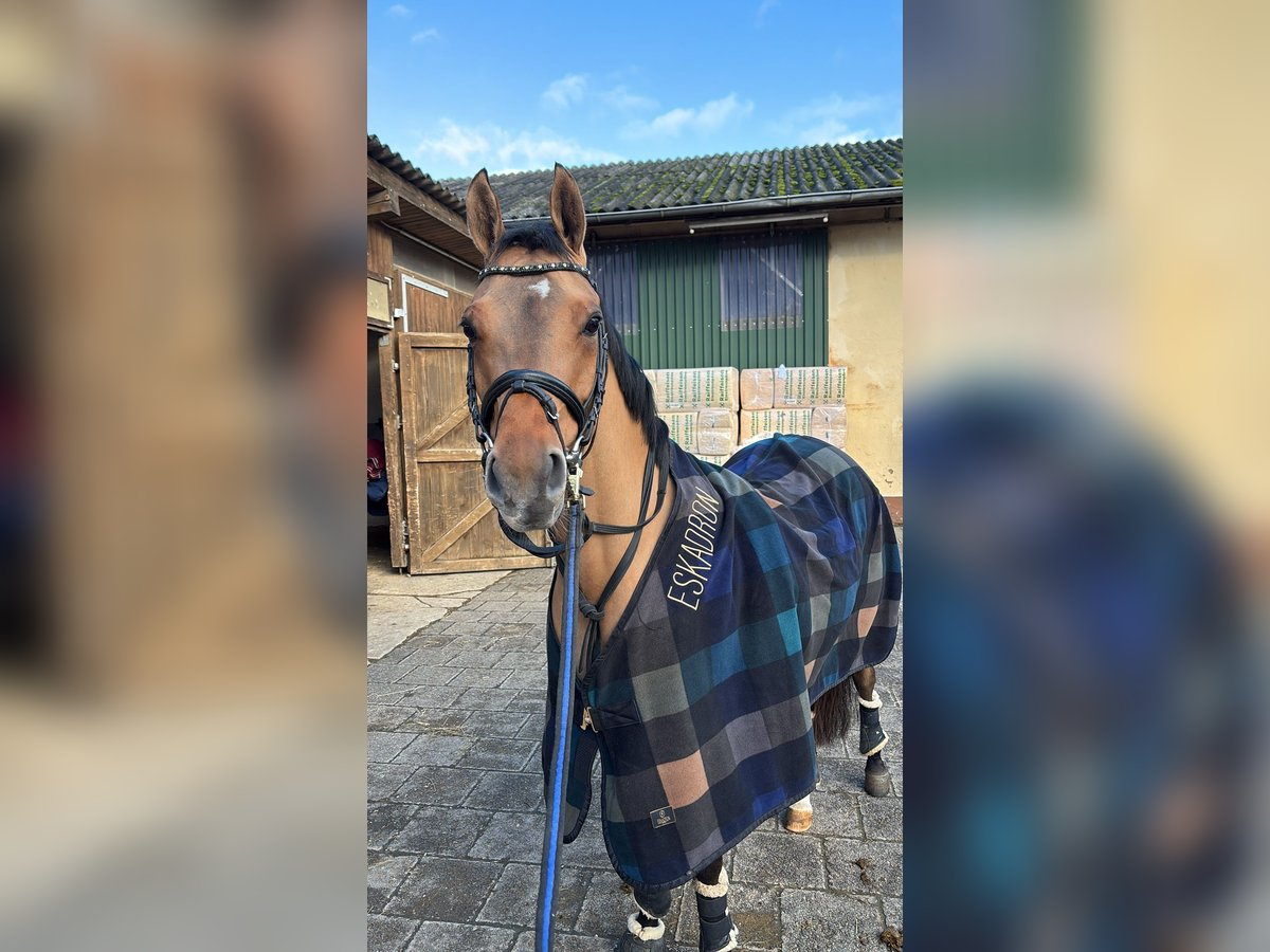 Deutsches Reitpony Stute 6 Jahre 147 cm Brauner in Friedberg