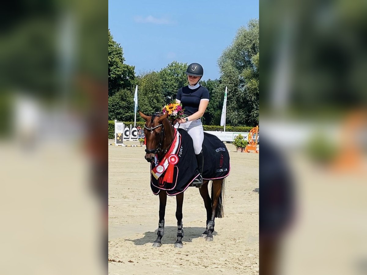 Deutsches Reitpony Stute 6 Jahre 147 cm Brauner in Waltrop