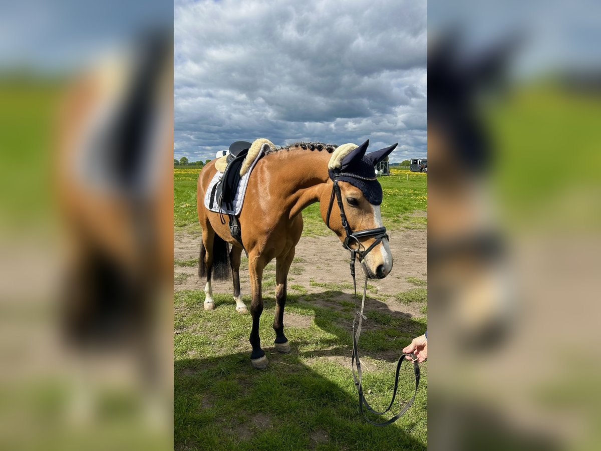 Deutsches Reitpony Stute 6 Jahre 147 cm Buckskin in Schierensee