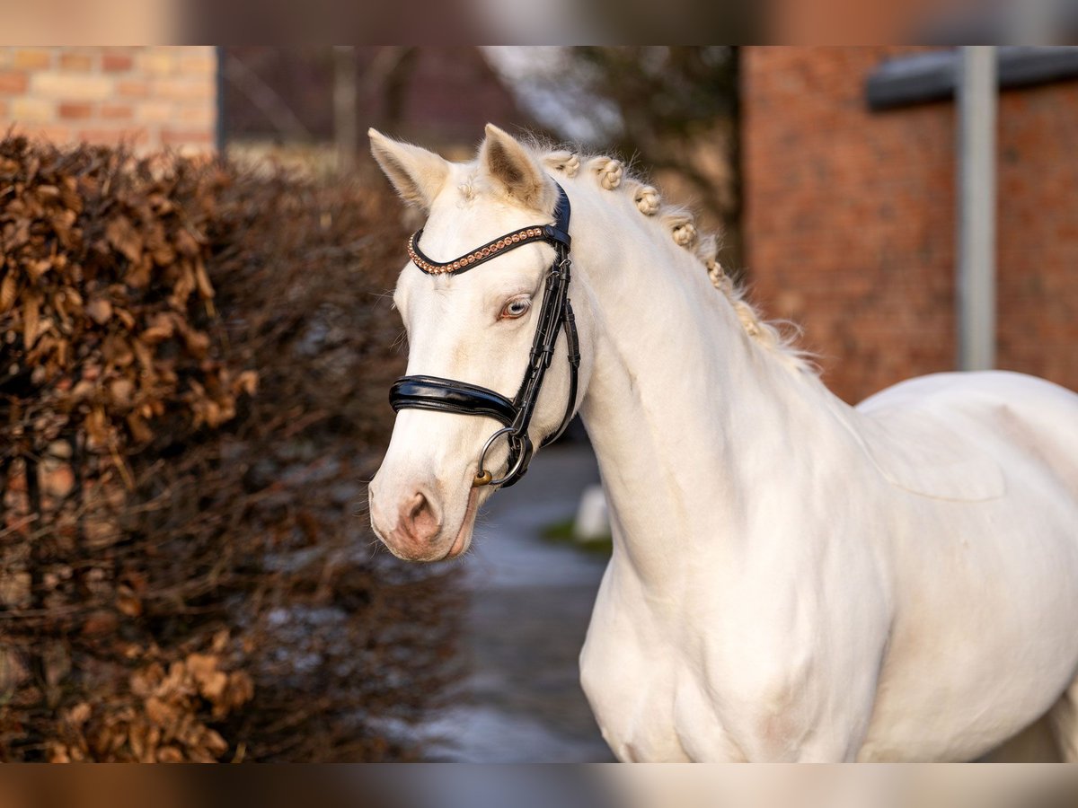 Deutsches Reitpony Stute 6 Jahre 147 cm Cremello in Berlin