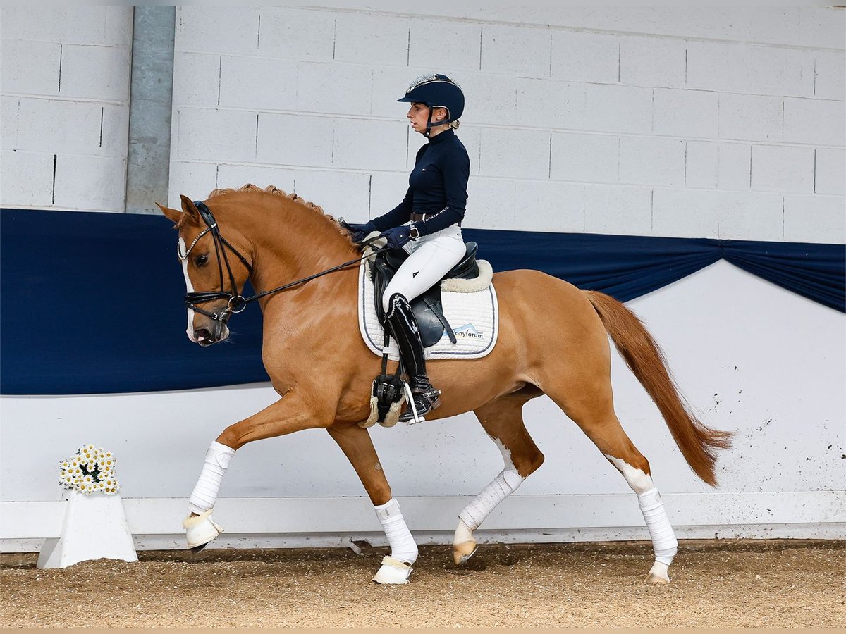 Deutsches Reitpony Stute 6 Jahre 147 cm Fuchs in Marsberg