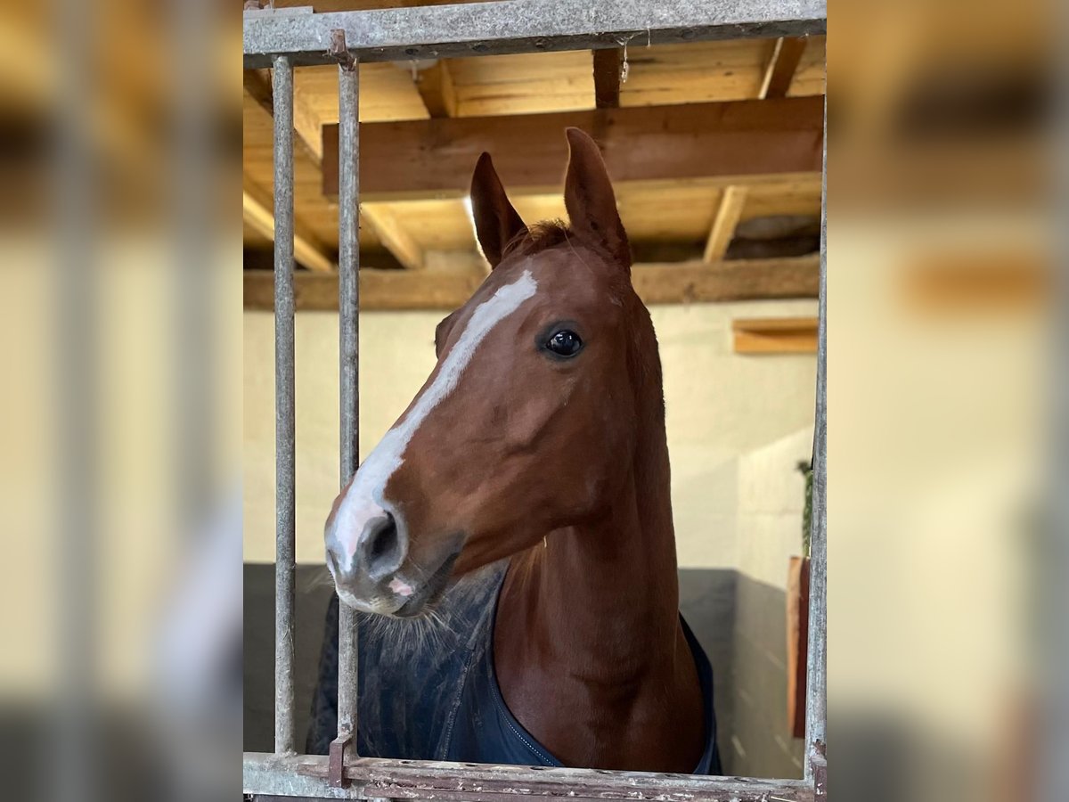 Deutsches Reitpony Stute 6 Jahre 147 cm Fuchs in Grevenbroich