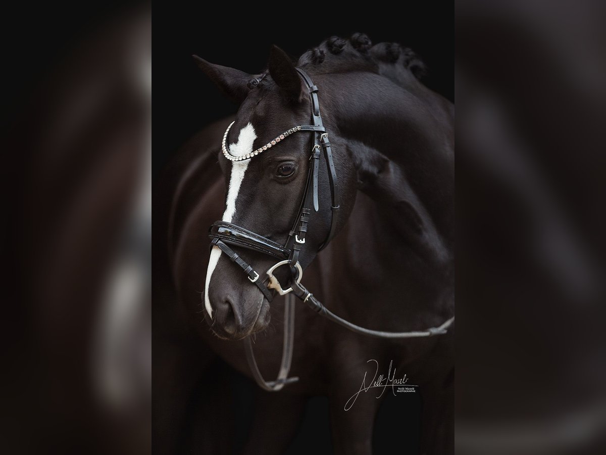Deutsches Reitpony Stute 6 Jahre 147 cm Rappe in Salzgitter-Bad
