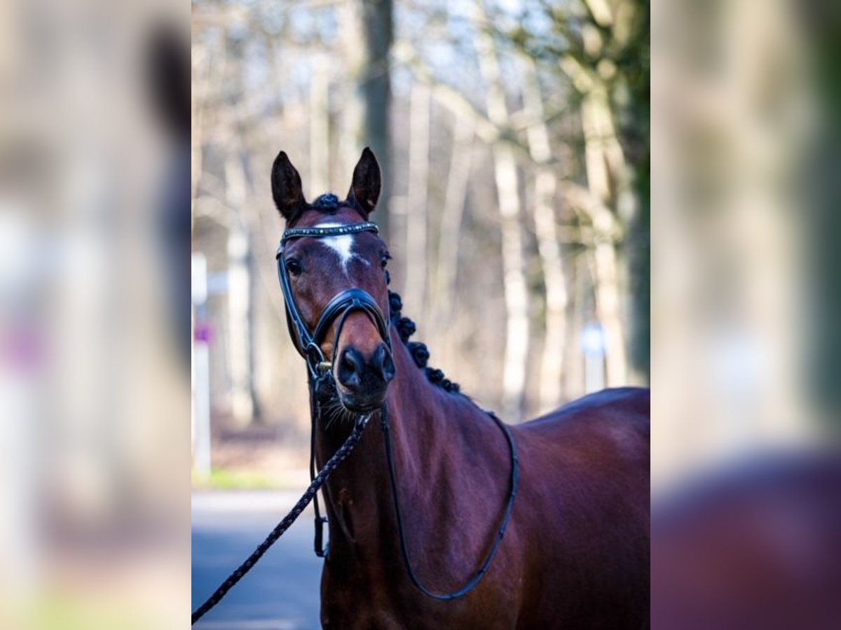 Deutsches Reitpony Stute 6 Jahre 148 cm Brauner in Morsbach