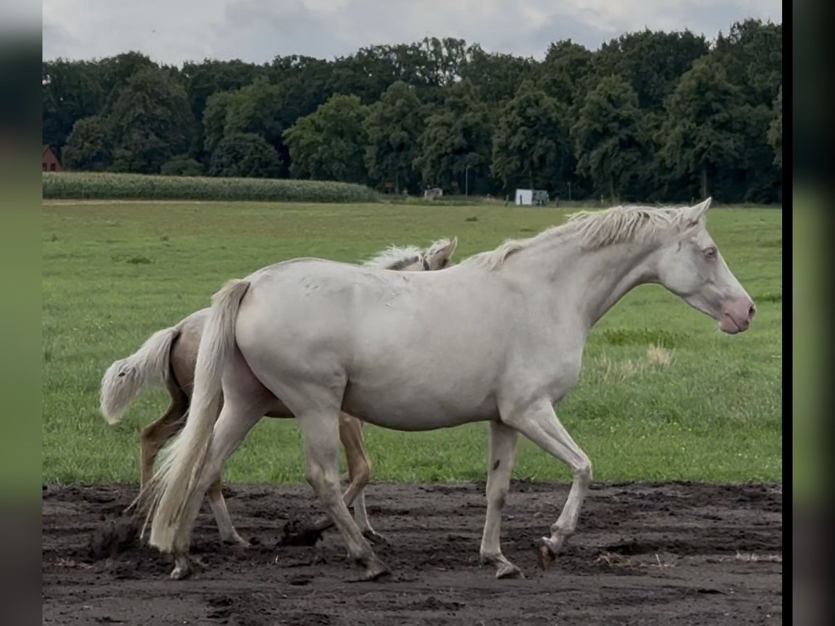 Deutsches Reitpony, Stute in Langwedel