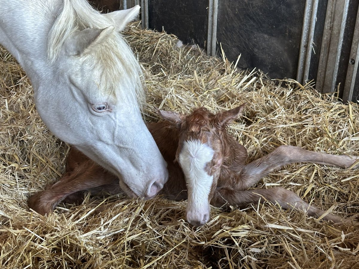 Deutsches Reitpony, Stute in Langwedel