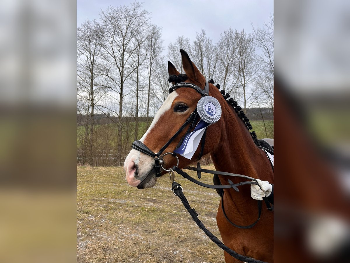 Deutsches Reitpony Stute 6 Jahre 148 cm Hellbrauner in Menden