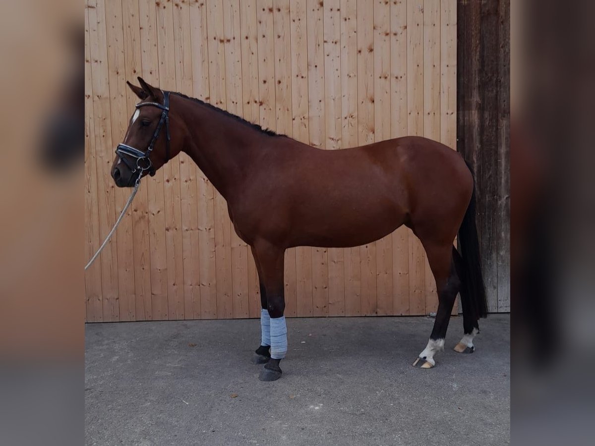 Deutsches Reitpony Stute 6 Jahre 150 cm Brauner in Gr&#xFC;nenbach