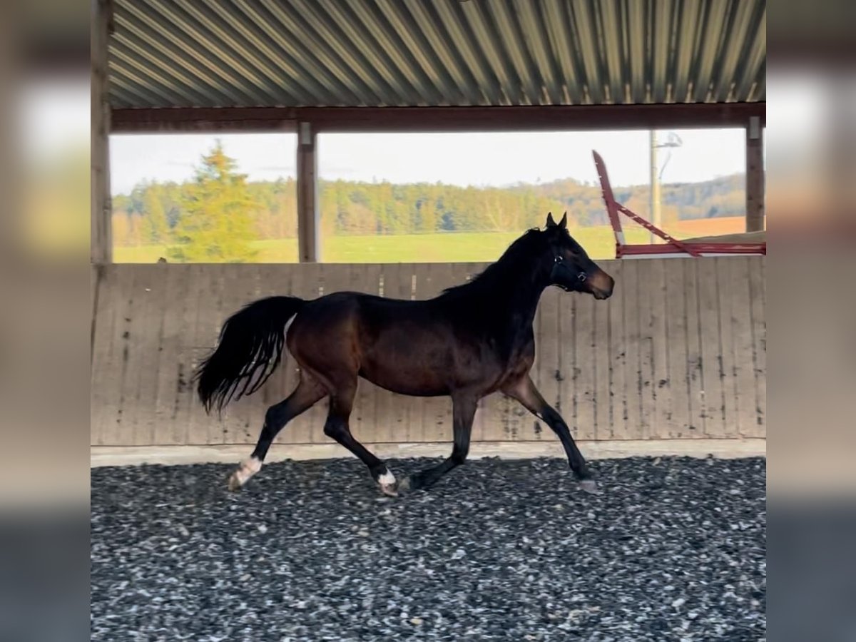 Deutsches Reitpony Stute 6 Jahre 150 cm Brauner in Stödtlen