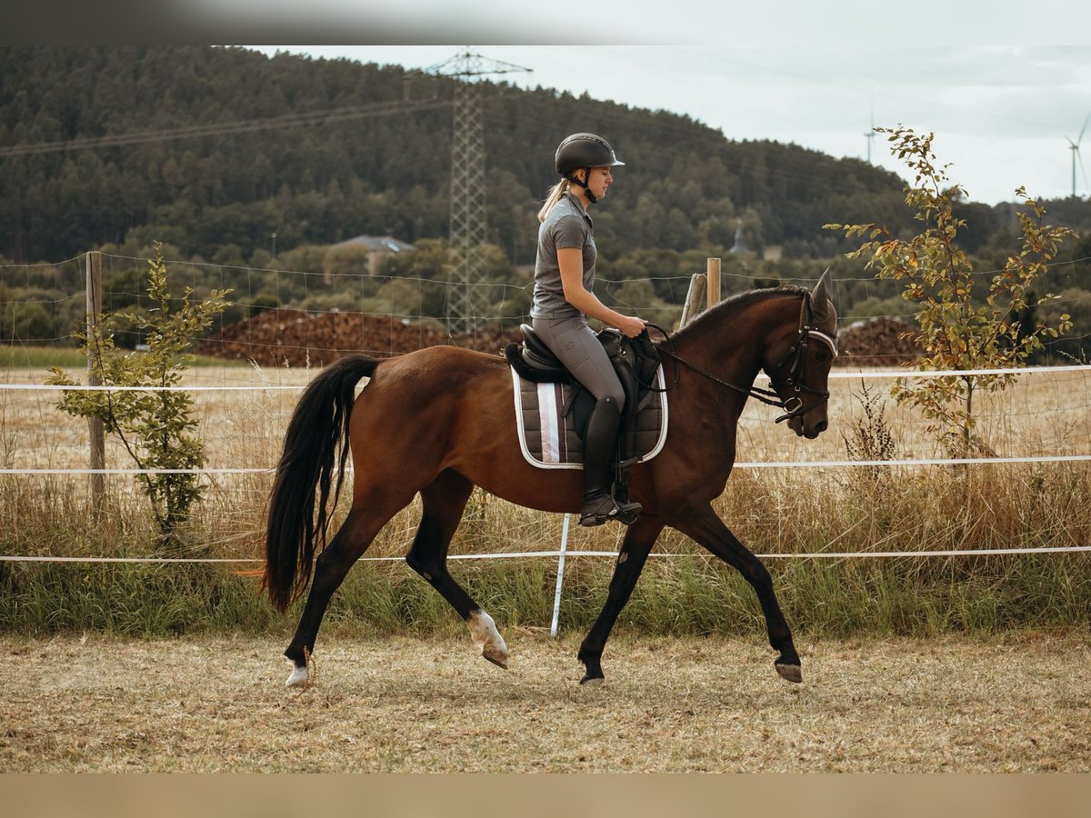 Deutsches Reitpony Stute 6 Jahre 151 cm Brauner in Sonnefeld