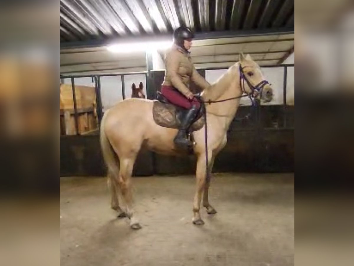 Deutsches Reitpony Stute 6 Jahre 155 cm Palomino in Heusden zolder