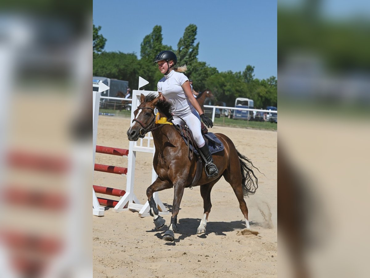 Deutsches Reitpony Stute 7 Jahre 136 cm Dunkelfuchs in Gössitz Deutsches Reitpony Stute 7 Jahre 136 cm Dunkelfuchs in Gössitz