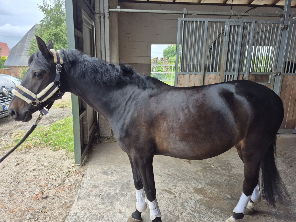 Deutsches Reitpony Stute 7 Jahre 139 cm Dunkelbrauner in Mielsdorf