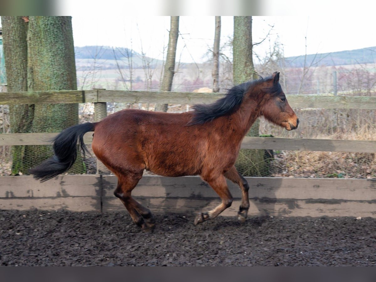 Deutsches Reitpony Stute 7 Jahre 140 cm Brauner in Haselbachtal