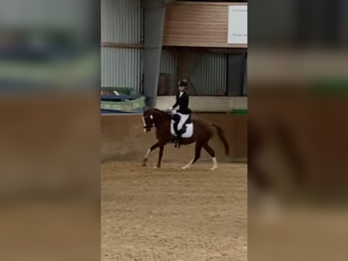 Deutsches Reitpony Stute 7 Jahre 140 cm Hellbrauner in Zülpich