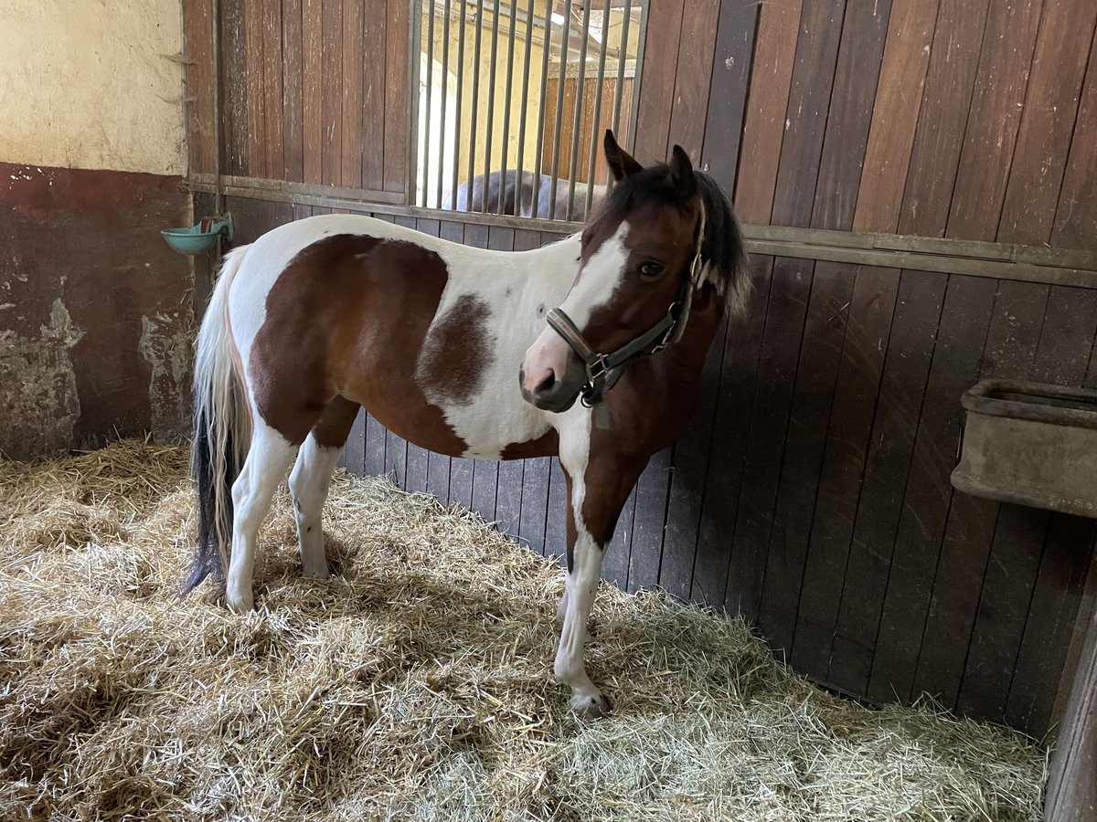 Deutsches Reitpony Stute 7 Jahre 140 cm Schecke in Lonsee