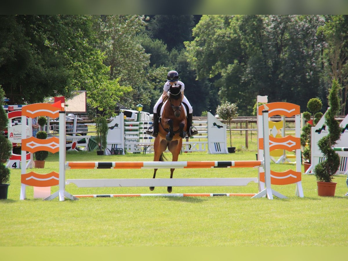 Deutsches Reitpony Stute 7 Jahre 142 cm Brauner in Langenberg