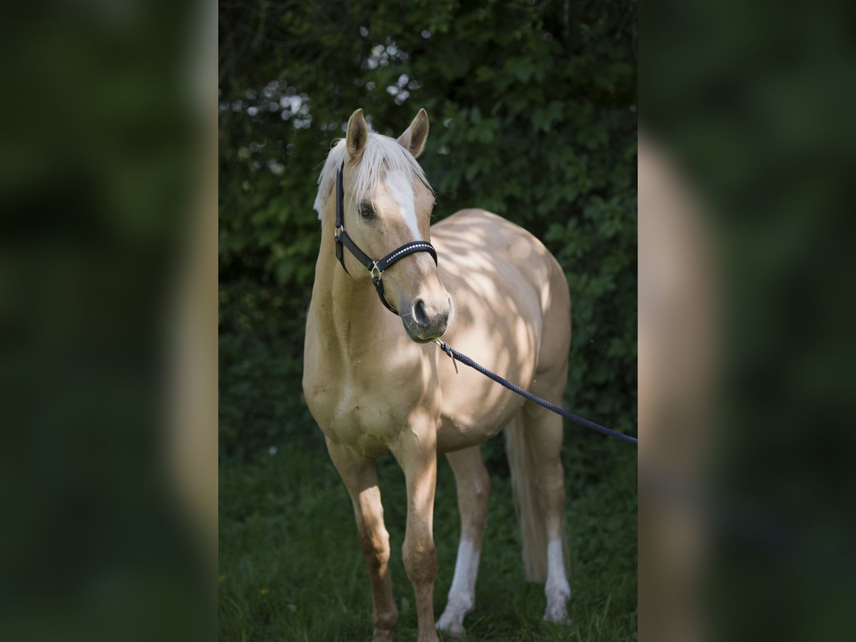 Deutsches Reitpony Stute 7 Jahre 142 cm Palomino in Neuss