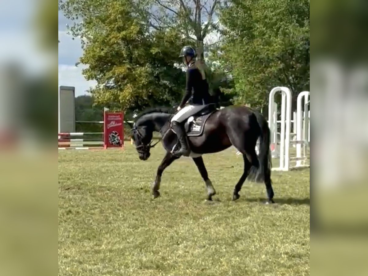 Deutsches Reitpony Stute 7 Jahre 142 cm Rappe in Gera
