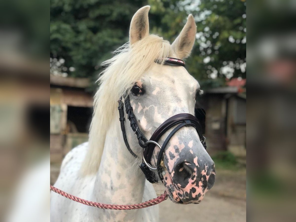 Deutsches Reitpony Mix Stute 7 Jahre 143 cm Tigerschecke in Otterfing