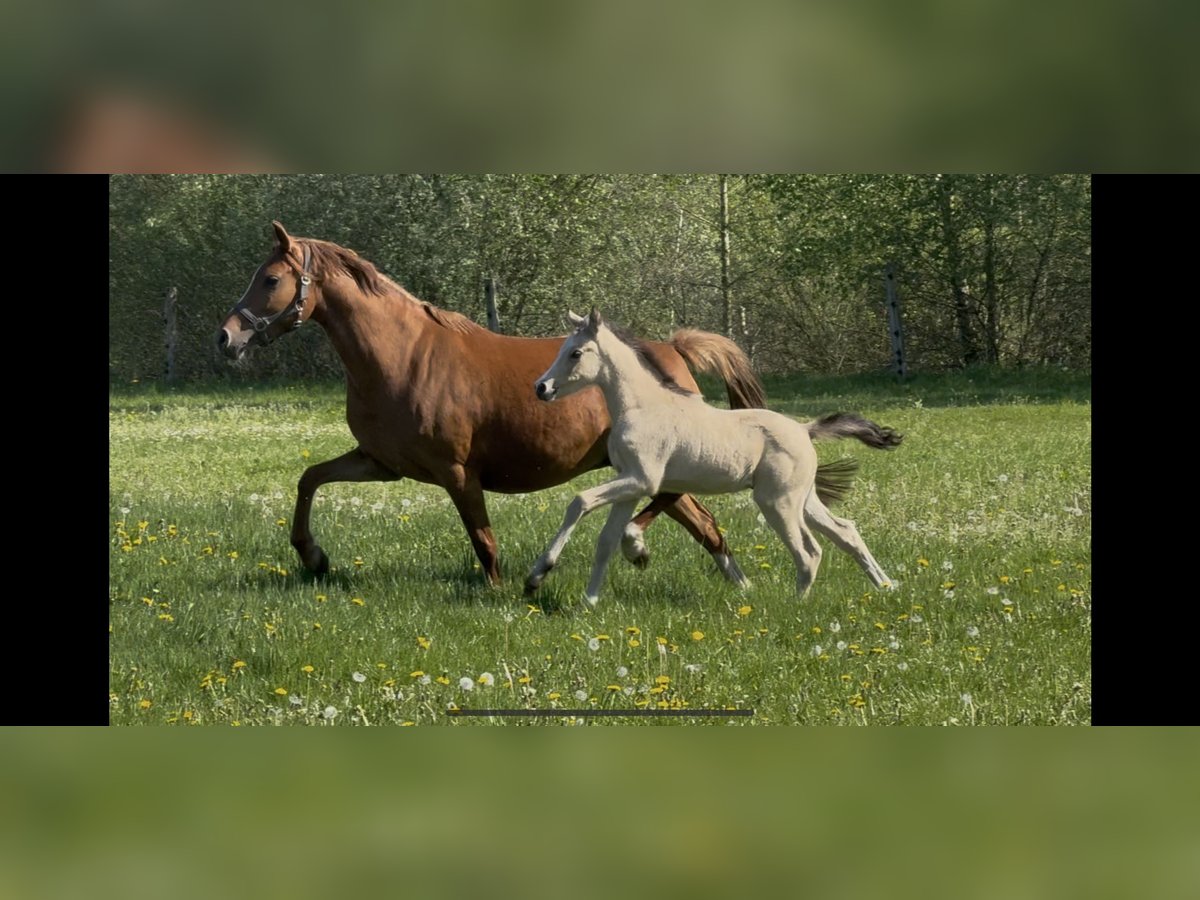 Deutsches Reitpony Stute 7 Jahre 144 cm Fuchs in Langwedel