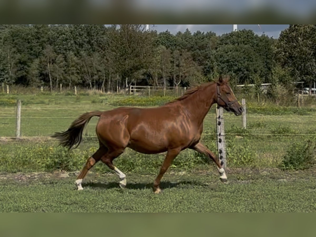 Deutsches Reitpony Stute 7 Jahre 144 cm Fuchs in Langwedel