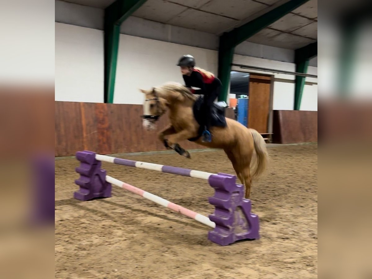 Deutsches Reitpony Stute 7 Jahre 144 cm Palomino in Lachendorf