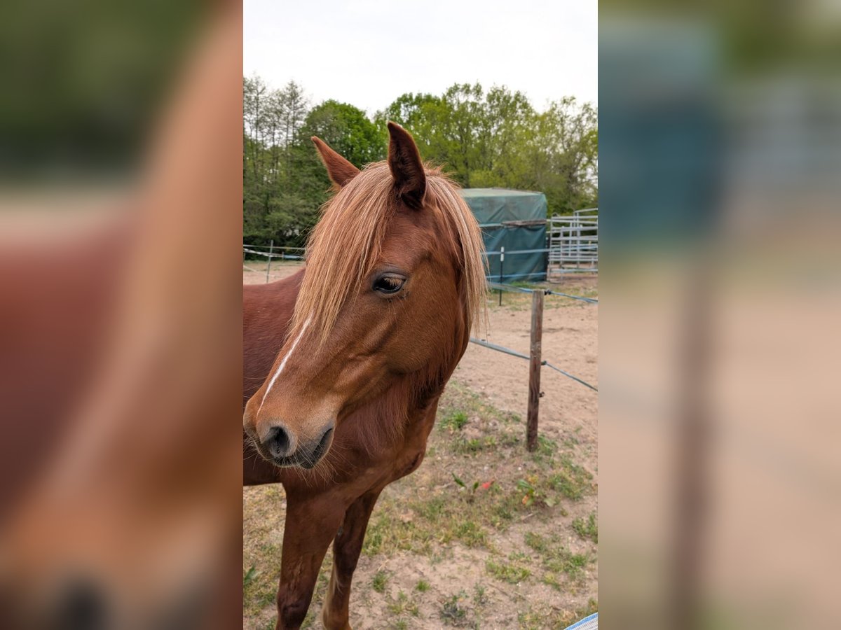 Deutsches Reitpony Stute 7 Jahre 145 cm in Timmendorfer Strand