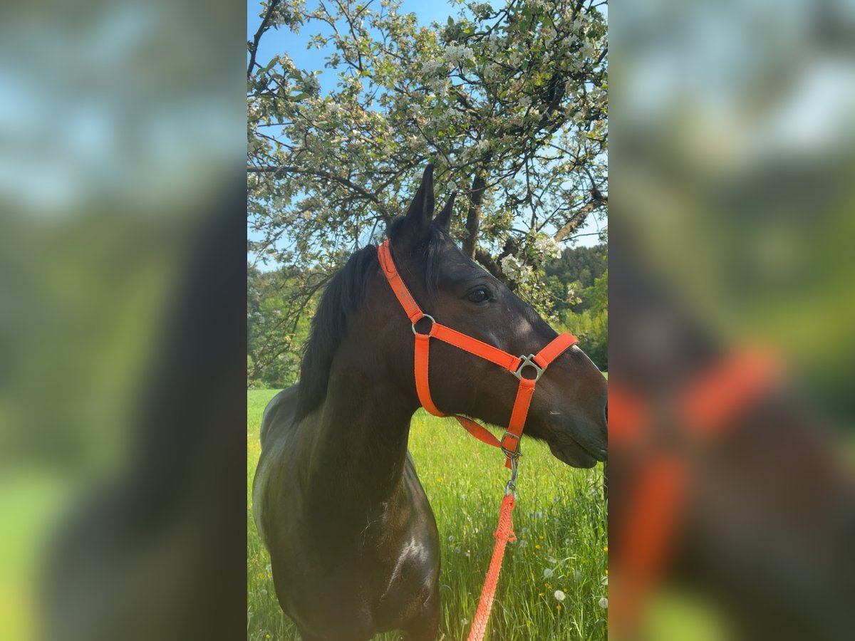 Deutsches Reitpony Mix Stute 7 Jahre 145 cm Dunkelbrauner in M&#xFC;nzbach