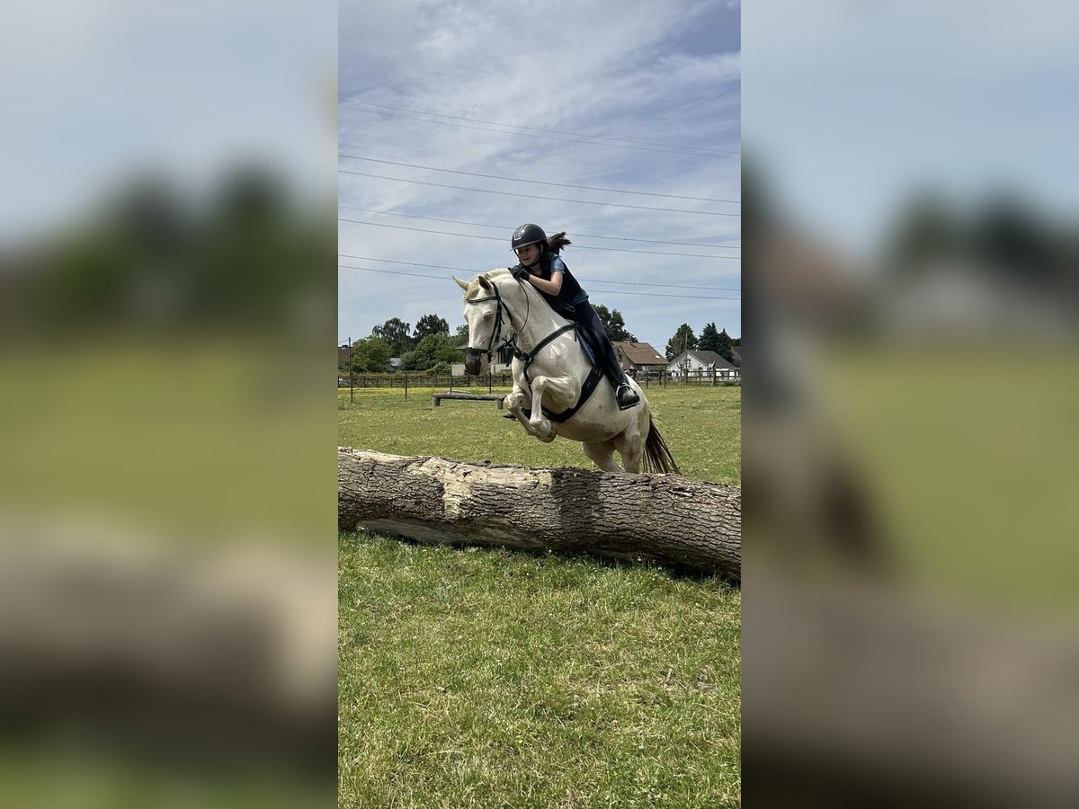 Deutsches Reitpony Mix Stute 7 Jahre 145 cm Perlino in Peizegem