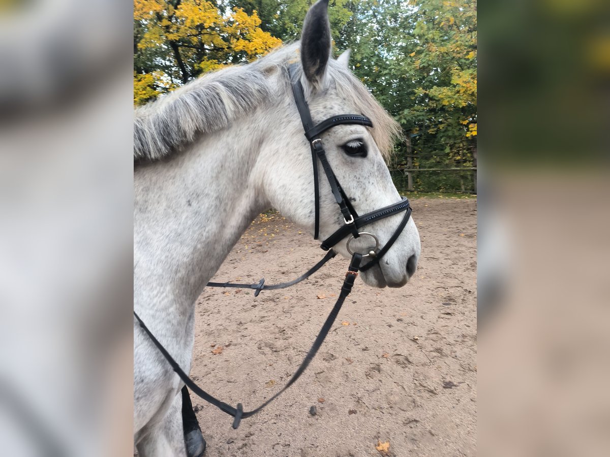 Deutsches Reitpony Stute 7 Jahre 145 cm Schimmel in Kleingartach